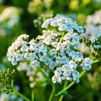 Close,Up,View,Of,The,Common,Yarrow,(achillea,Millefolium),,Selective