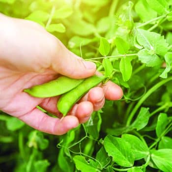 Gardening,And,Agriculture,Concept.,Female,Farm,Worker,Hand,Harvesting,Green