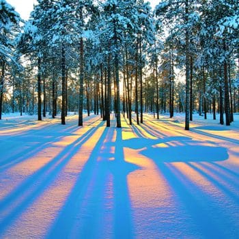 Sunset,In,A,Winter,Forest.